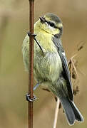 Eurasian Blue Tit