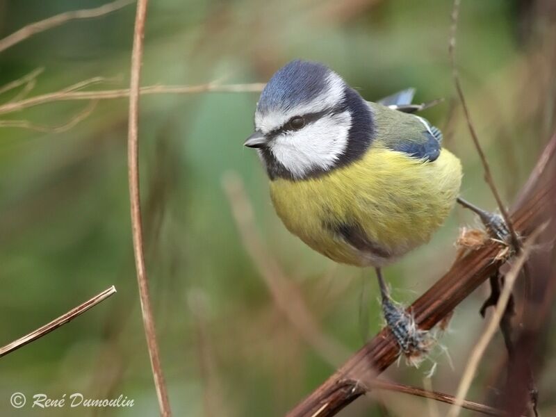 Eurasian Blue Tit, identification