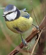 Eurasian Blue Tit