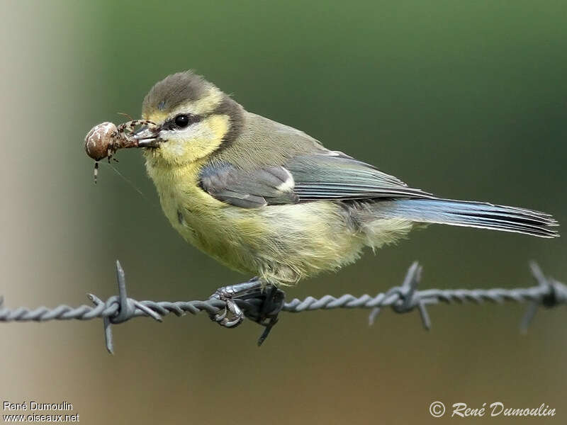 Eurasian Blue Titjuvenile, feeding habits