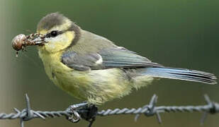 Eurasian Blue Tit