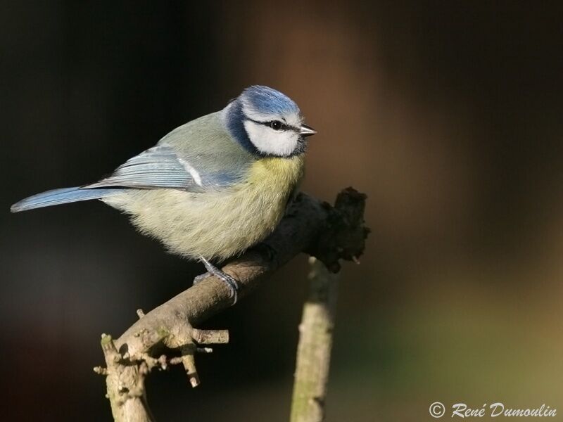 Mésange bleueadulte