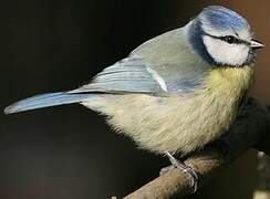 Eurasian Blue Tit