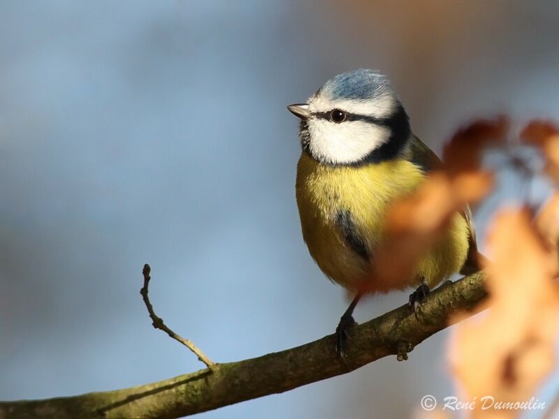 Mésange bleue