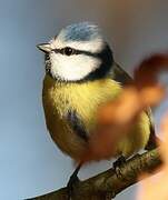 Eurasian Blue Tit