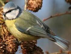 Eurasian Blue Tit