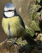 Eurasian Blue Tit