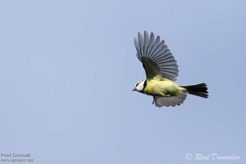 Eurasian Blue Titadult, Flight