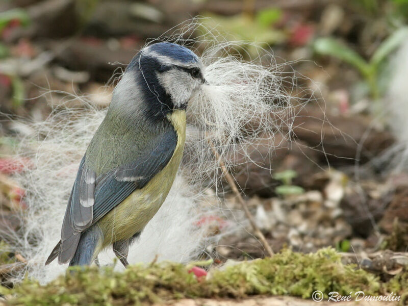 Mésange bleueadulte