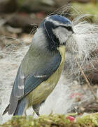 Eurasian Blue Tit