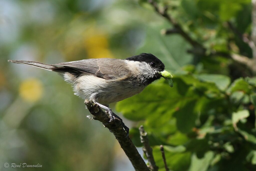 Mésange boréaleadulte, régime