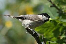 Willow Tit