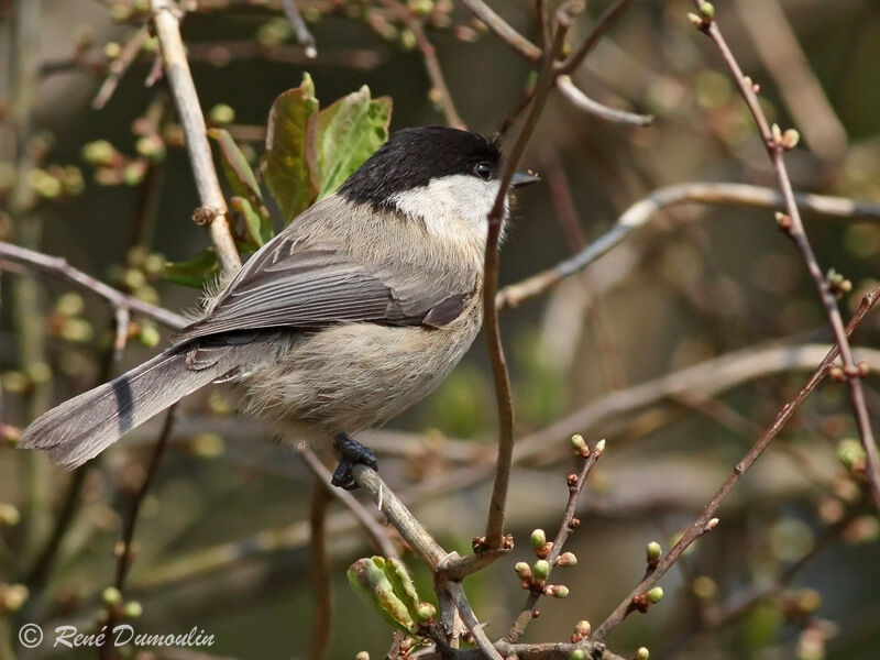 Mésange boréaleadulte, identification