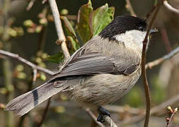 Willow Tit