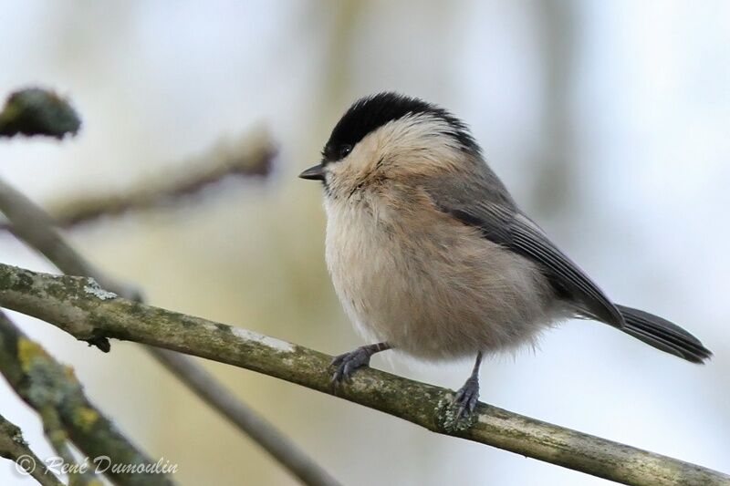 Willow Titadult, identification