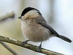 Willow Tit