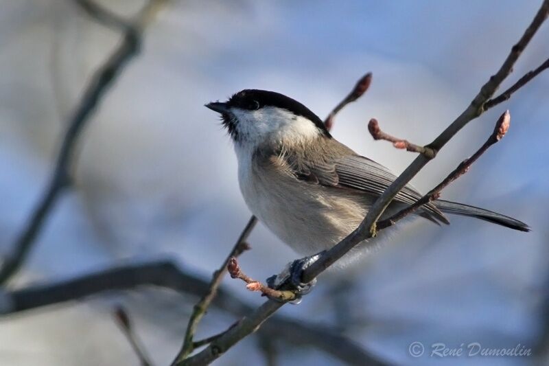 Willow Titadult, identification