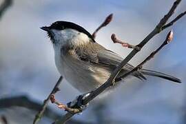 Willow Tit