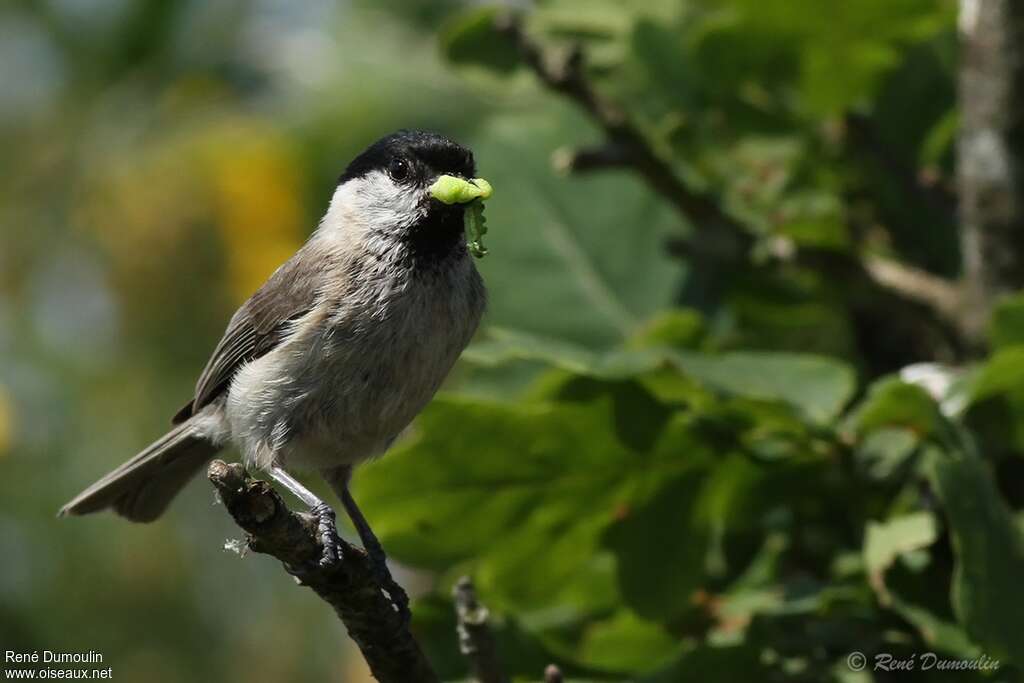 Willow Titadult, feeding habits