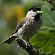 Willow Tit