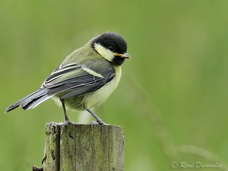 Great Titjuvenile, identification