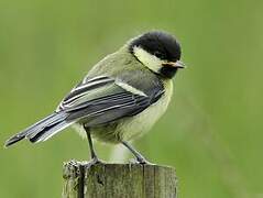 Mésange charbonnière