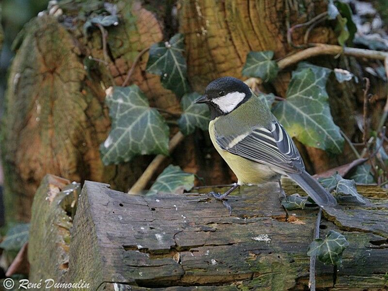 Mésange charbonnière