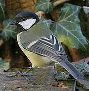 Great Tit