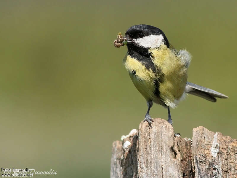 Mésange charbonnière femelle adulte, régime, Comportement