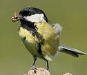 Mésange charbonnière