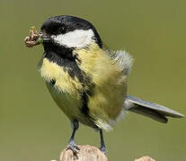 Great Tit