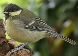 Great Tit