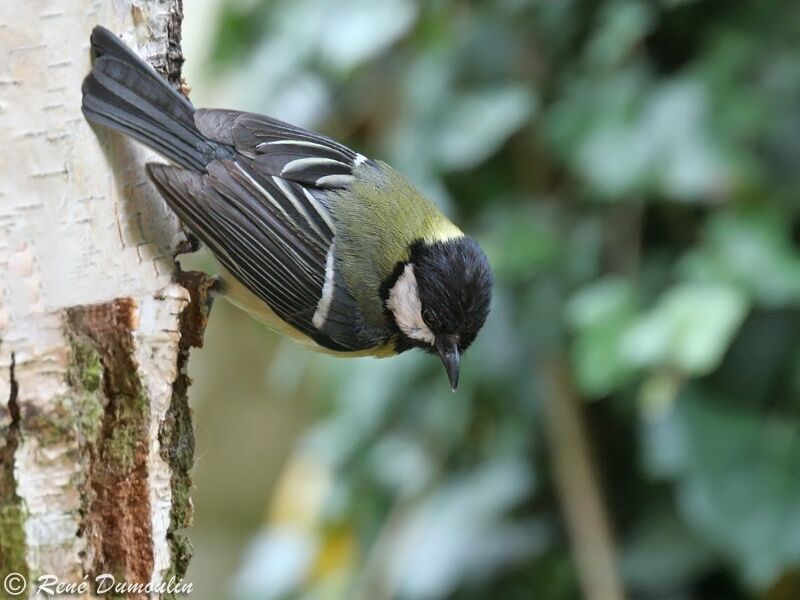 Mésange charbonnièreadulte