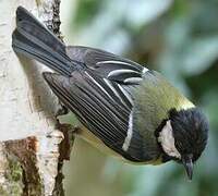 Great Tit