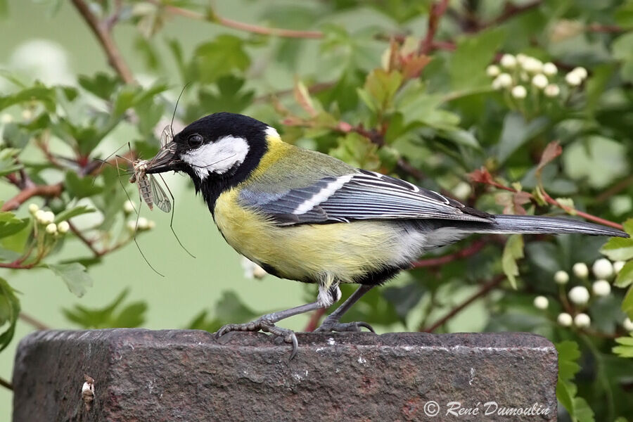 Mésange charbonnière mâle adulte, Nidification, Comportement