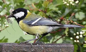 Great Tit