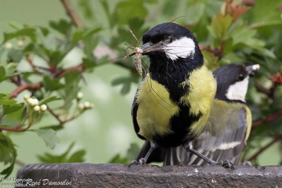 Mésange charbonnière mâle adulte nuptial, régime, Nidification