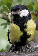 Great Tit