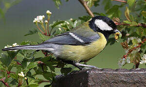 Great Tit