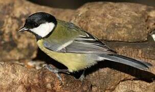 Great Tit