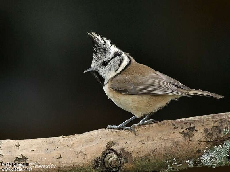 Crested Titadult, identification