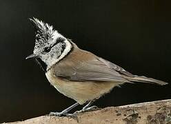 European Crested Tit