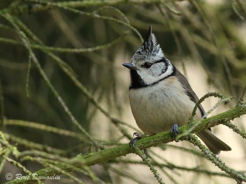 Mésange huppéeadulte, identification