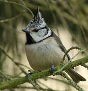 European Crested Tit