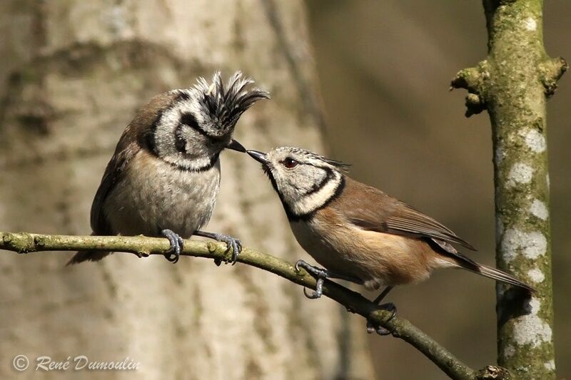 European Crested Tit , identification