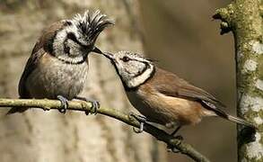 Crested Tit