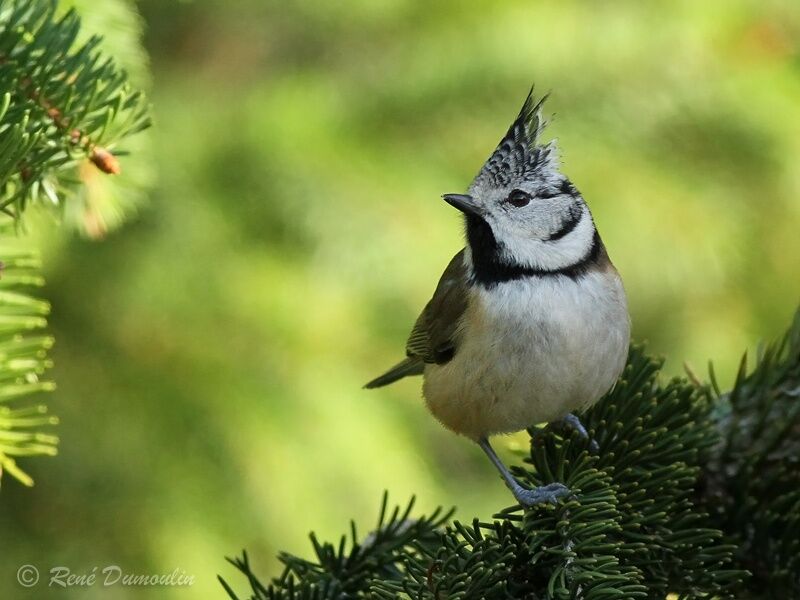 European Crested Titadult, identification