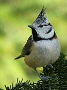 European Crested Tit