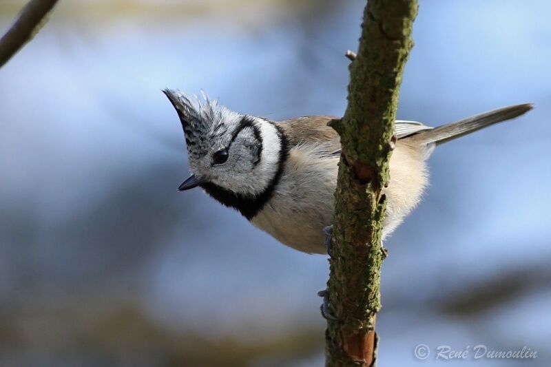 Mésange huppéeadulte, identification