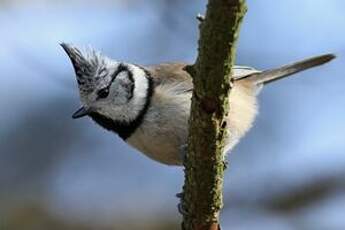 Mésange huppée